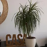 Nest Paulette * ザダル